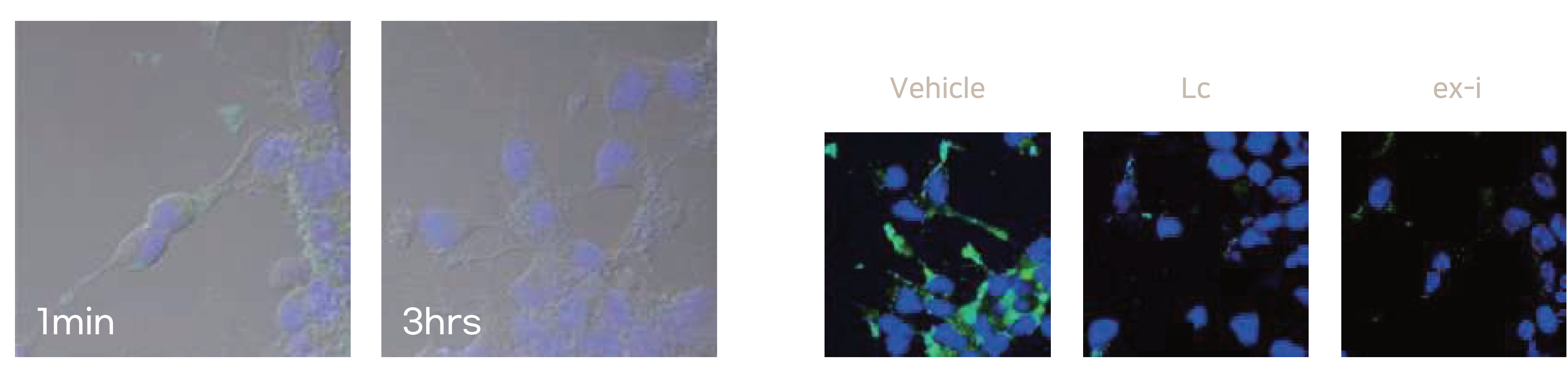 Cell penetration, SiMa cells