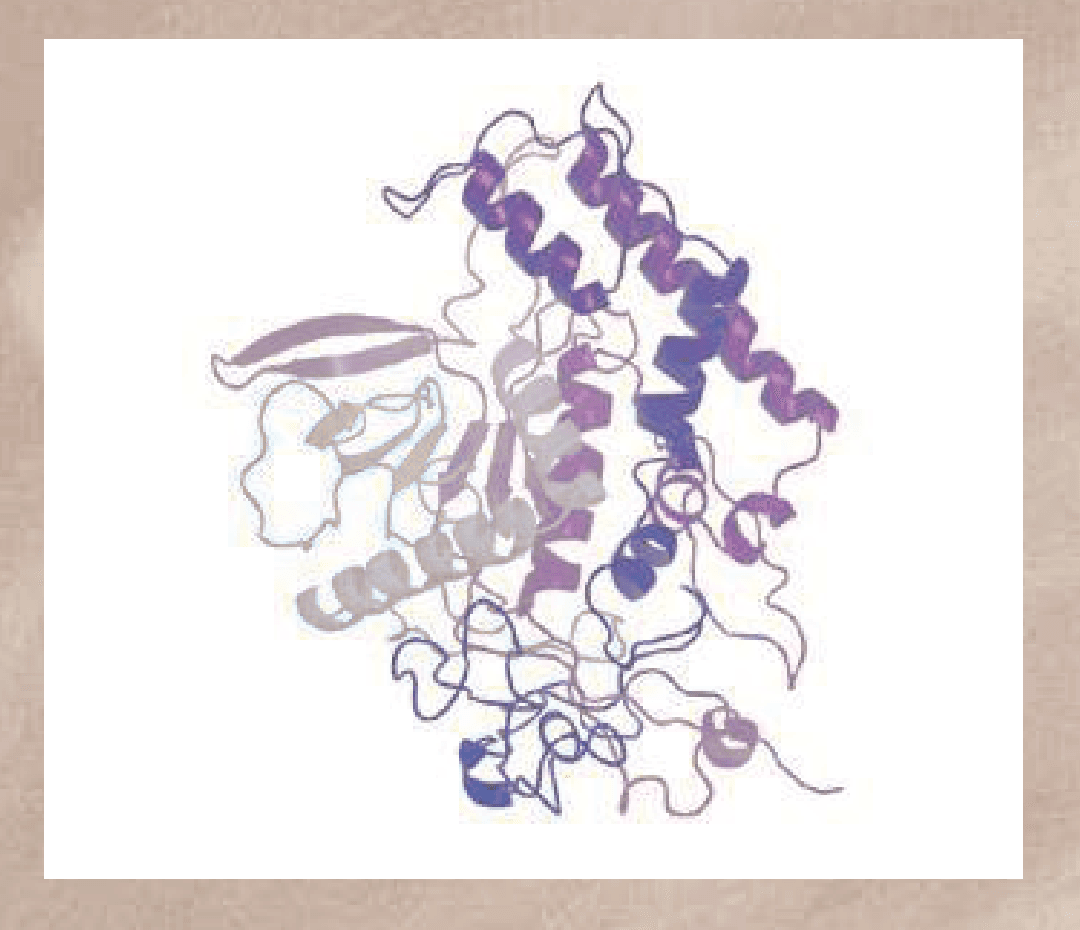 Botulinum polypeptide structure