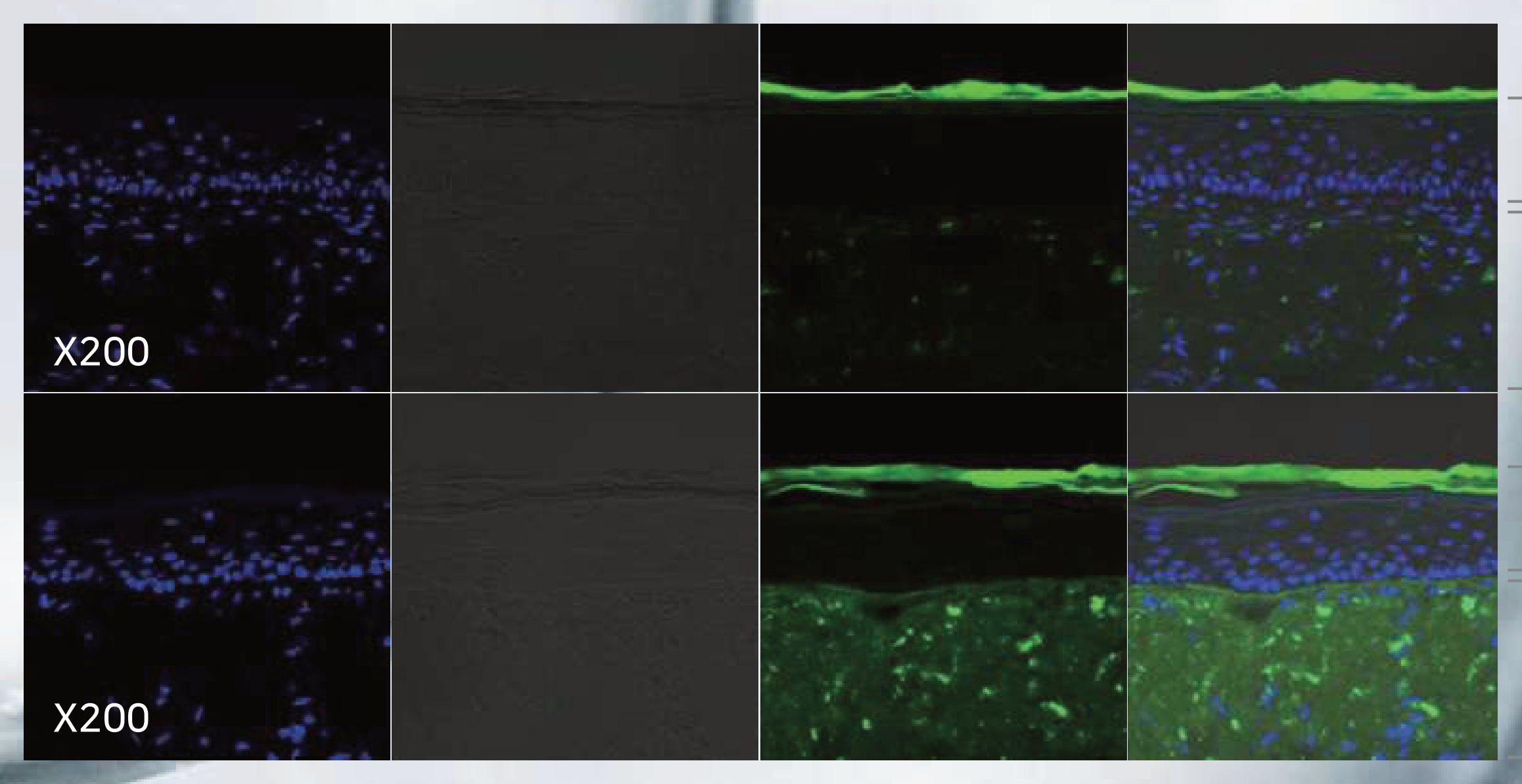 IGF-1 confocal observation