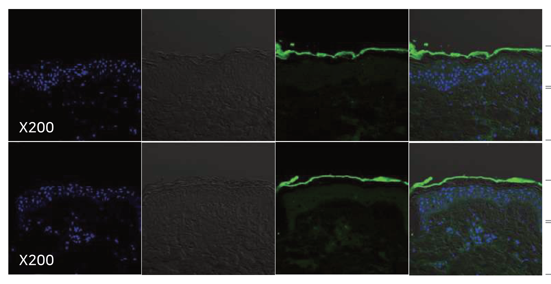 PDGF-AA confocal observation